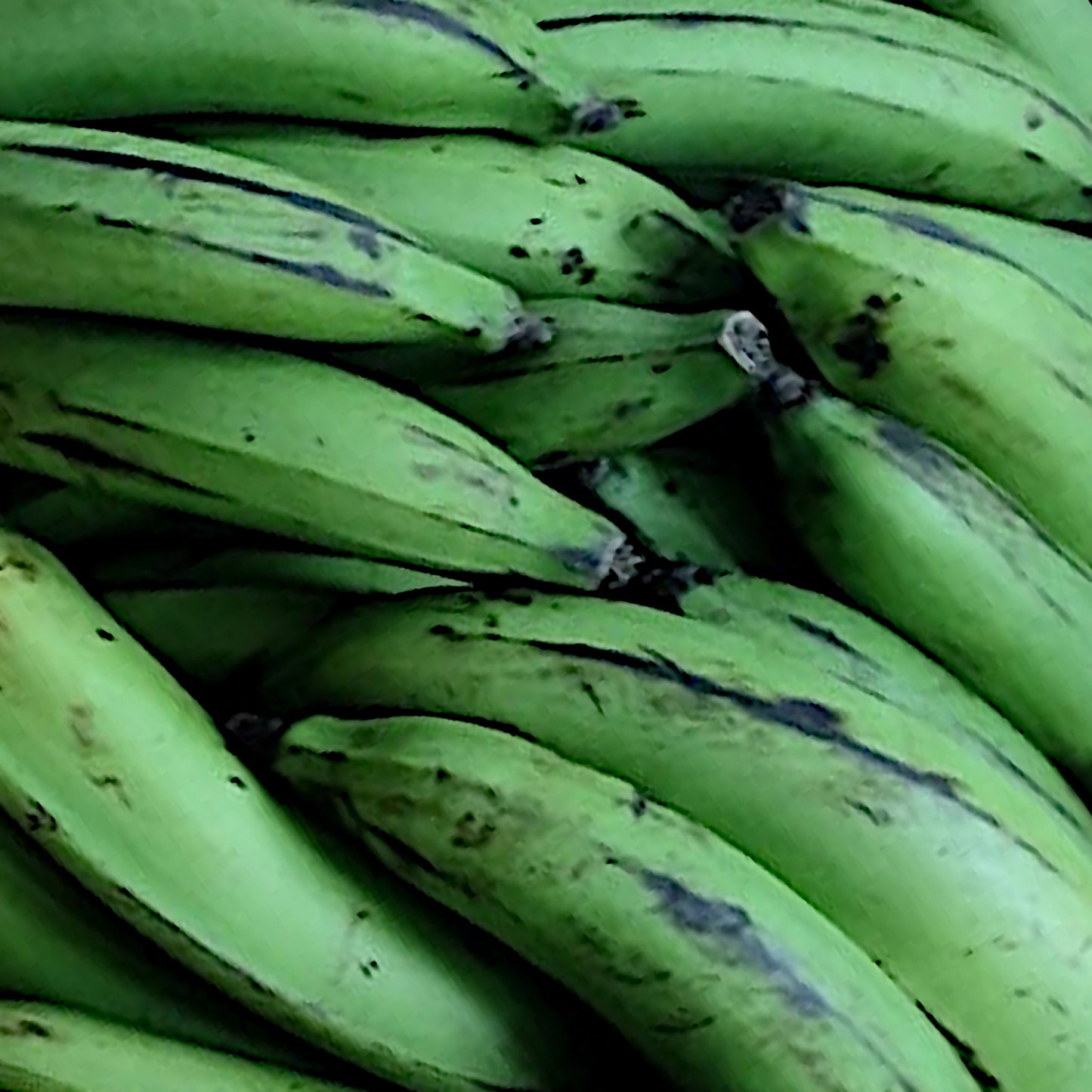 4kg - Frische Matooke Kochbananen (Matoke) – Direkt aus Uganda