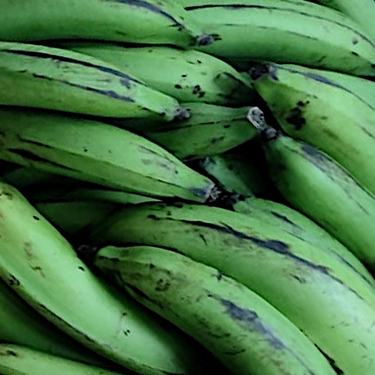 8kg - Frische Matooke Kochbananen (Matoke) – Direkt aus Uganda