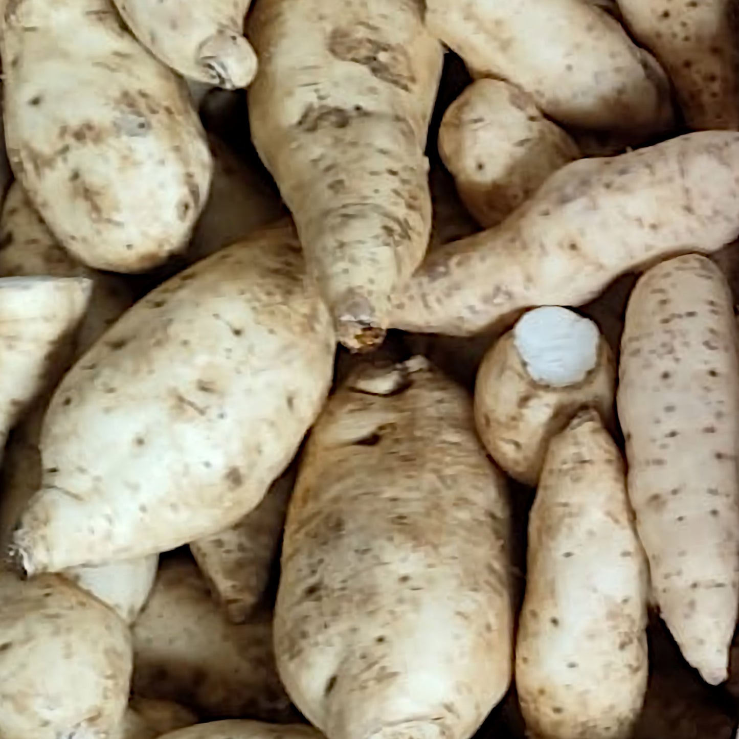 3kg - Sweet Potatoes White (Süßkartoffel weiß) – Frisch aus Uganda
