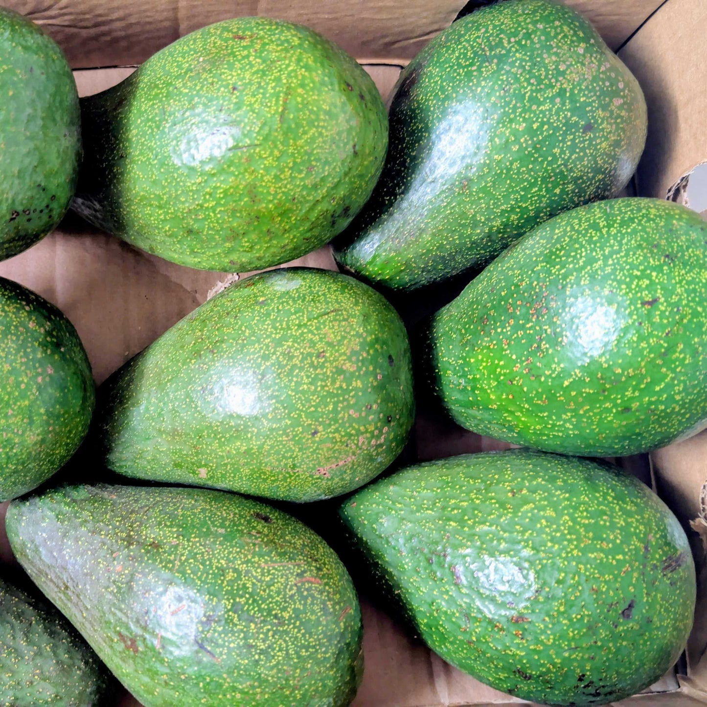 Frische Avocados aus Uganda – 1 Stück