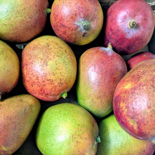 Frische Mangos – 1 Stück